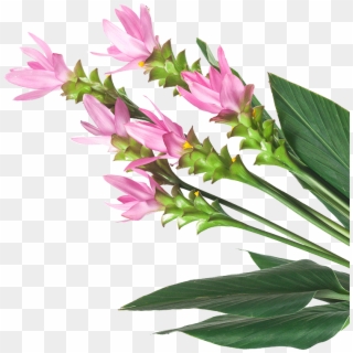 Image Is Not Available - Curcuma Flower Png Clipart
