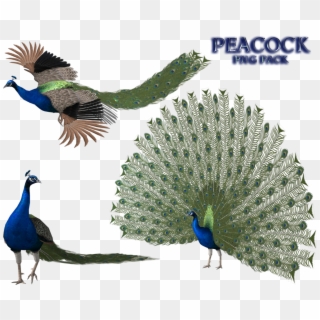 Peacock Png - Bird Mmd Model Clipart