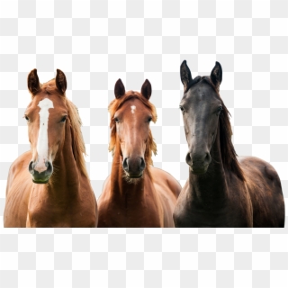 A Great Place To Learn, Live And Love Everything About - Horses Png Clipart