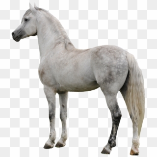 Horse Png Clipart - Gray Horse Transparent Background