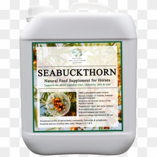 Bsc Seabuckthorn - Kelp Clipart