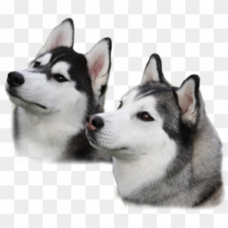 Husky Png Clipart