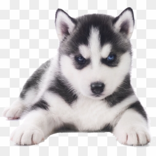 Husky Png Transparent Images - Husky Puppy White Background Clipart