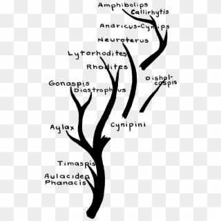 Cynipidae Family Tree - Calligraphy Clipart