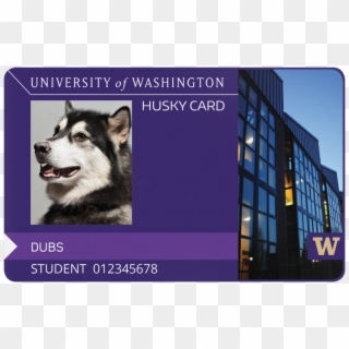 Uwt Husky Card - Husky Card Uw Clipart