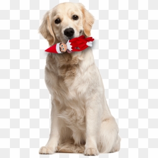 Elf On The Shelf With Dog - Dog Png Clipart