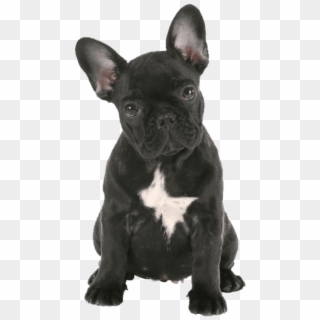 Free Png French Bulldog Png Png Images Transparent - French Bulldog Puppy Png Clipart