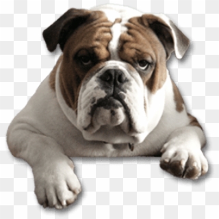 Free Png Download Bulldog Png Images Background Png - English Bulldog Face Png Clipart