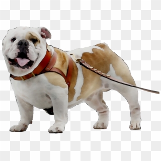 Toy Bulldog Breed Dog Companion Bulldogge Olde Clipart - Olde English Bulldogge - Png Download