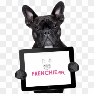 Bulldog Francese Png - Daily Man Funny Quotes Clipart