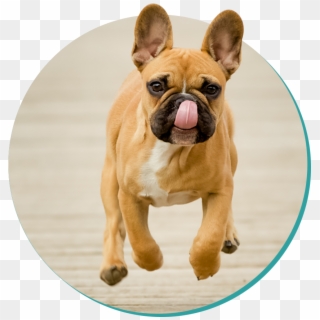 French Bulldog , Png Download Clipart