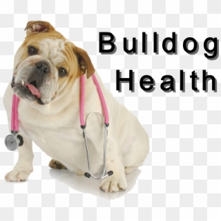 Bulldog Club Of America National Specialty Show Photos - Dog Clipart