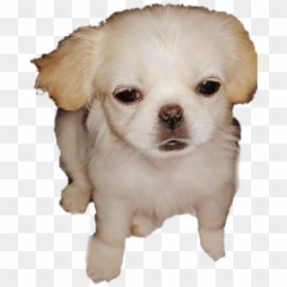 Cute Puppy Love - Companion Dog Clipart