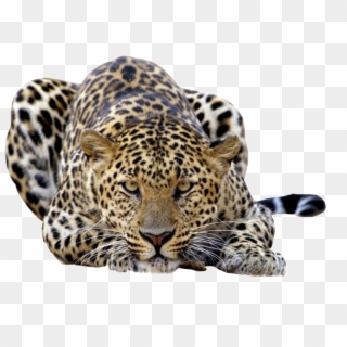 Amur Leopard Clear Background Clipart