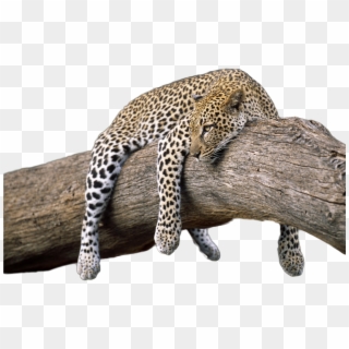 Leopard Transparent Image - Transparent Wild Animal Png Clipart