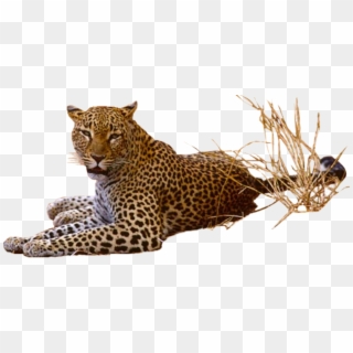 Leopard Transparent Png - Leopard With Transparent Background Clipart