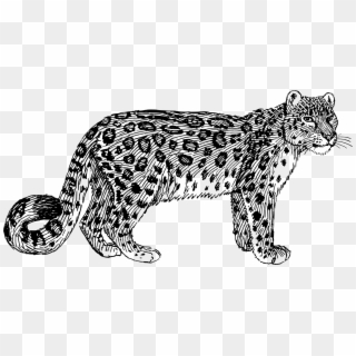 Graphic Transparent Leopard Vector Amur - Snow Leopard Line Drawing Clipart
