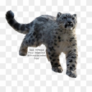 Snow Leopard Png - Snow Leopard Cut Out Clipart