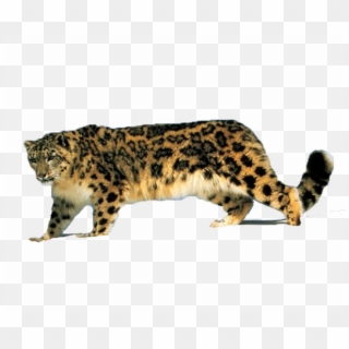 Walking Leopard Png High-quality Image - Барс Пнг Clipart