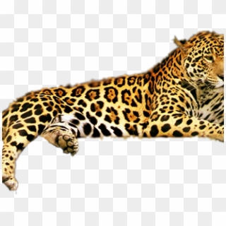 Leopard Clipart Transparent Background - Jaguar Animal - Png Download