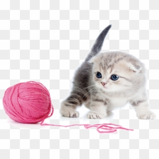 Kitten And Yarn - Yarn Cat Png Clipart