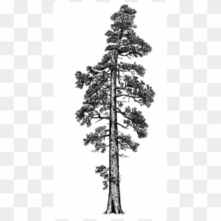 Pine Tree Clipart Red Wood Tree - Coastal Redwood Tree Illustration - Png Download