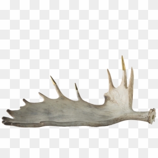Brass Tipped Moose Antler , Png Download Clipart
