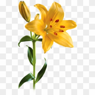 Lily Png Picture - Yellow Lily Png Clipart