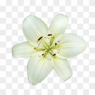 White Lily Flower - White Lily Flower Png Clipart