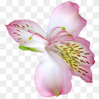 Pink Transparent Lily Flower Png Clipart - Transparent Lily Png