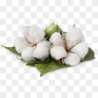 Cotton Cotton - Organic Cotton Clipart