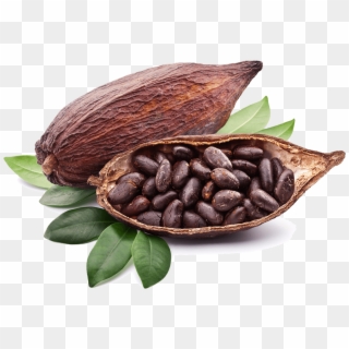 Cocoa Bean Png - Какао Бобы Как Растут Clipart