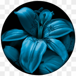 Blue Lily - Lily Clipart
