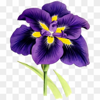 Medium Image - Watercolor Purple Iris Clipart