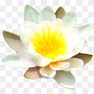 1024 X 977 1 - Water Lily No Background Clipart