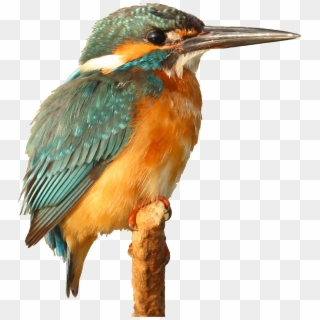 Big Image - Kingfisher Clipart - Png Download