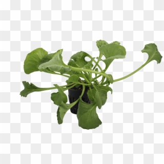 Png Spinach - Arugula Clipart