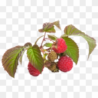 Raspberry Fruit Red, Fruit, Raspberries, Red, Background Clipart
