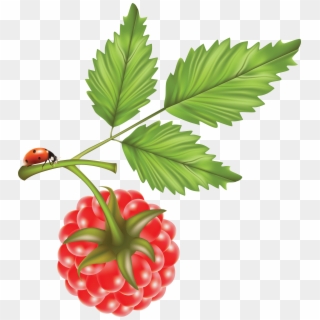 Png Photo, Raspberry, Free Pictures, Fruit, Raspberries - Raspberry Vector Clipart