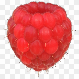 Raspberries - Wine Raspberry Clipart