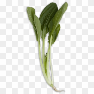 Download Bok Choy Png Images Background - Long Bok Choy Clipart