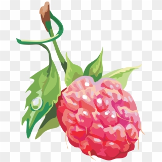 Raspberry Illustration Png Clipart