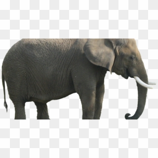 Body Parts Of Elephant Clipart