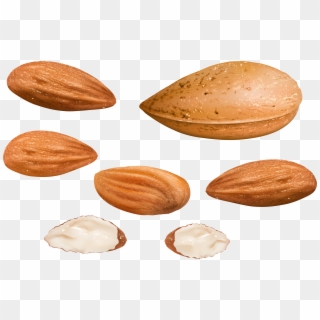 Almonds Png Clipart Image - Almond Transparent Png
