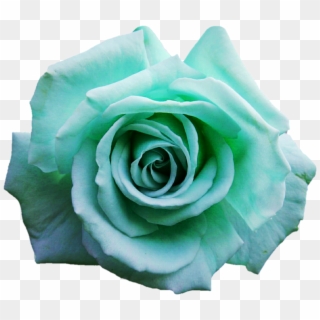 960 X 831 6 - Turquoise Rose Png Clipart