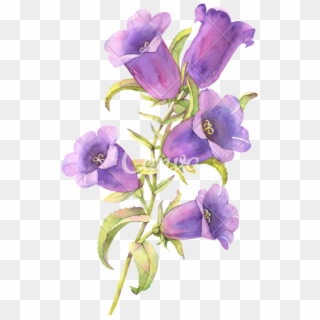 Watercolor Bluebell Flower Illustration - Blue Bell Flower Clipart