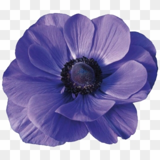 Anemones - Anemone Flower Png Clipart
