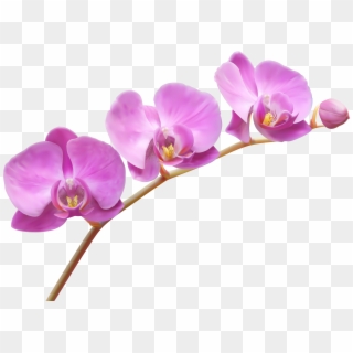Orchids Transparent Png Clip Art Image - Translucent Flower Transparent Background
