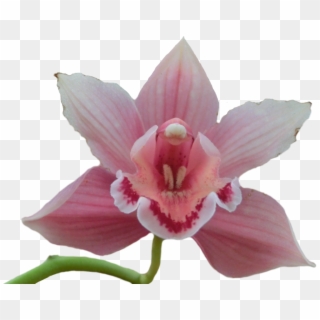 Pink Orchid Png - Png Orchid Clipart