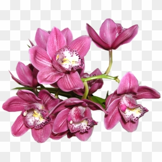 Orchid - Artificial Flower Clipart